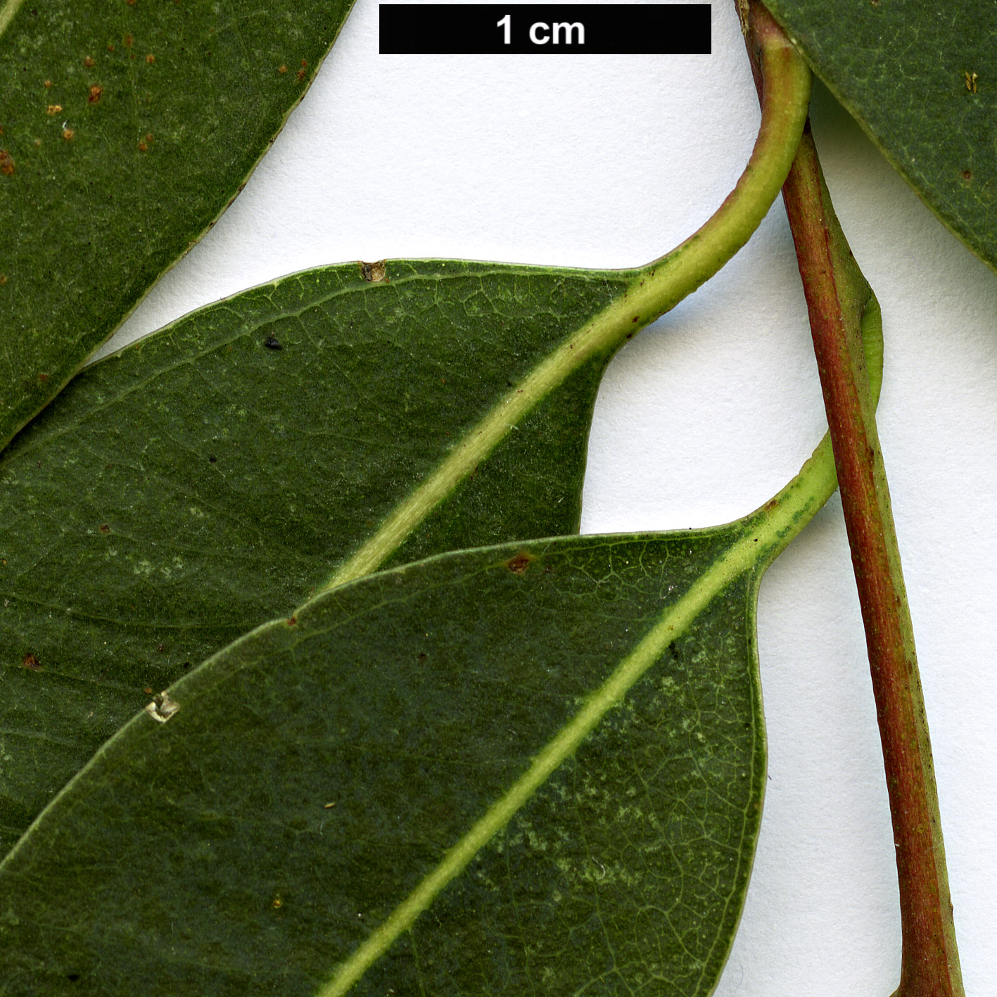 High resolution image: Family: Myrtaceae - Genus: Eucalyptus - Taxon: camaldulensis High resolution image: Family: Myrtaceae - Genus: Eucalyptus - Taxon: camaldulensis